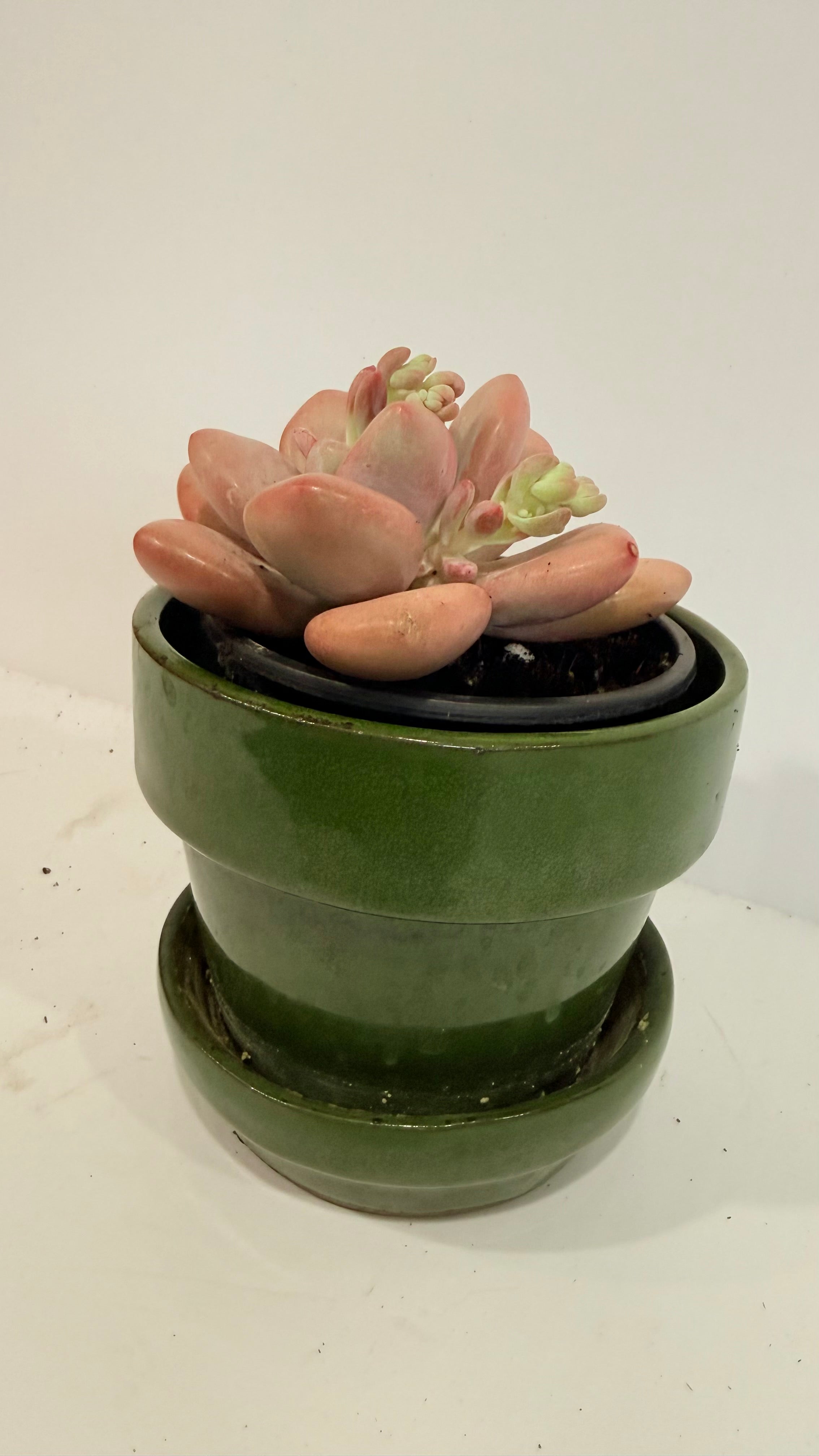 Pachiveria Succulent