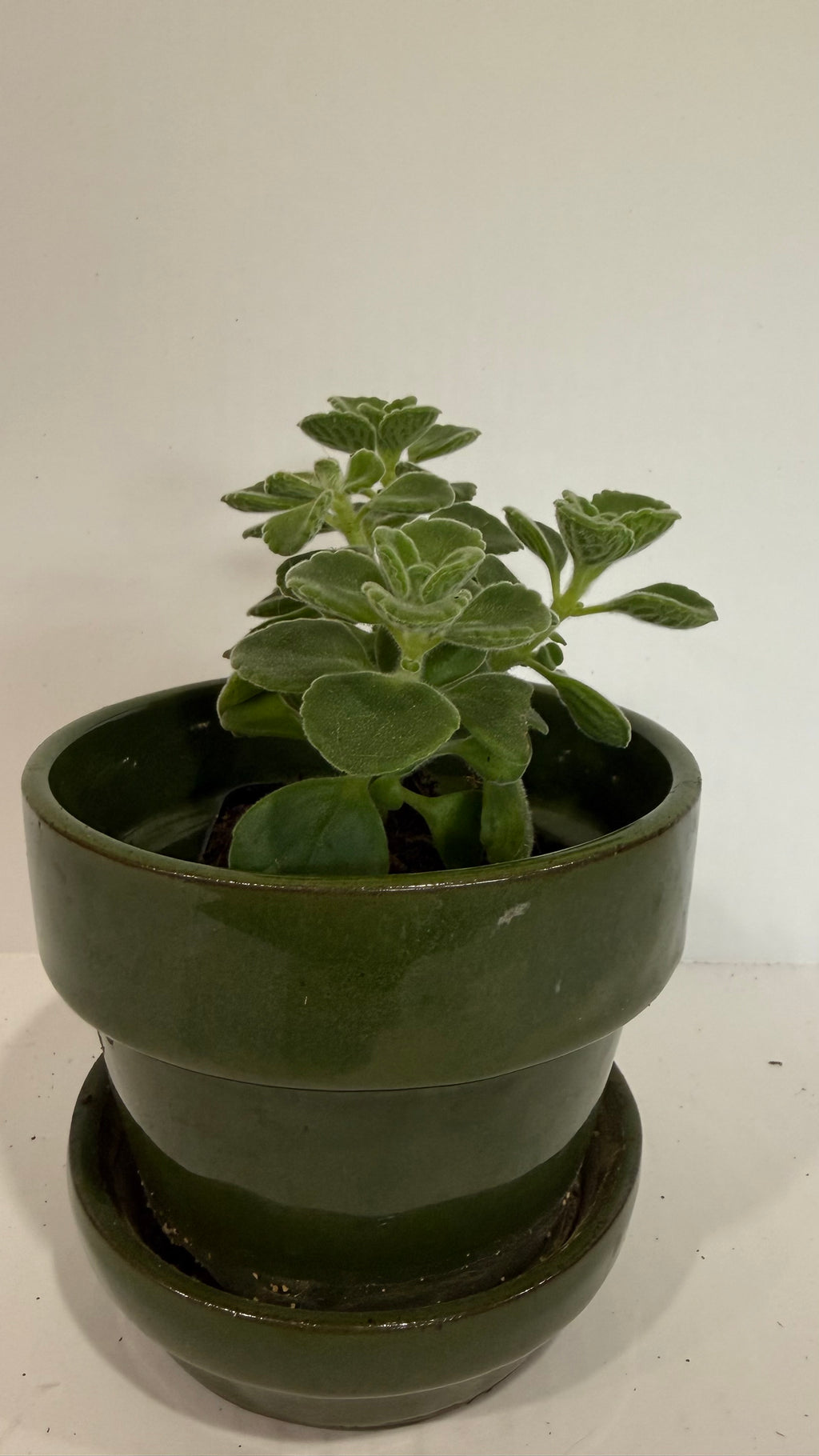 Plectranthus Hybrid (the Vicks plant)