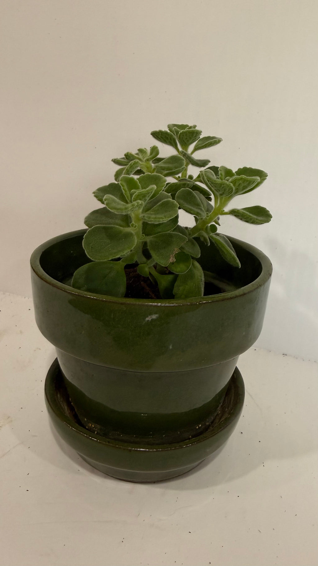Plectranthus Hybrid (the Vicks plant)