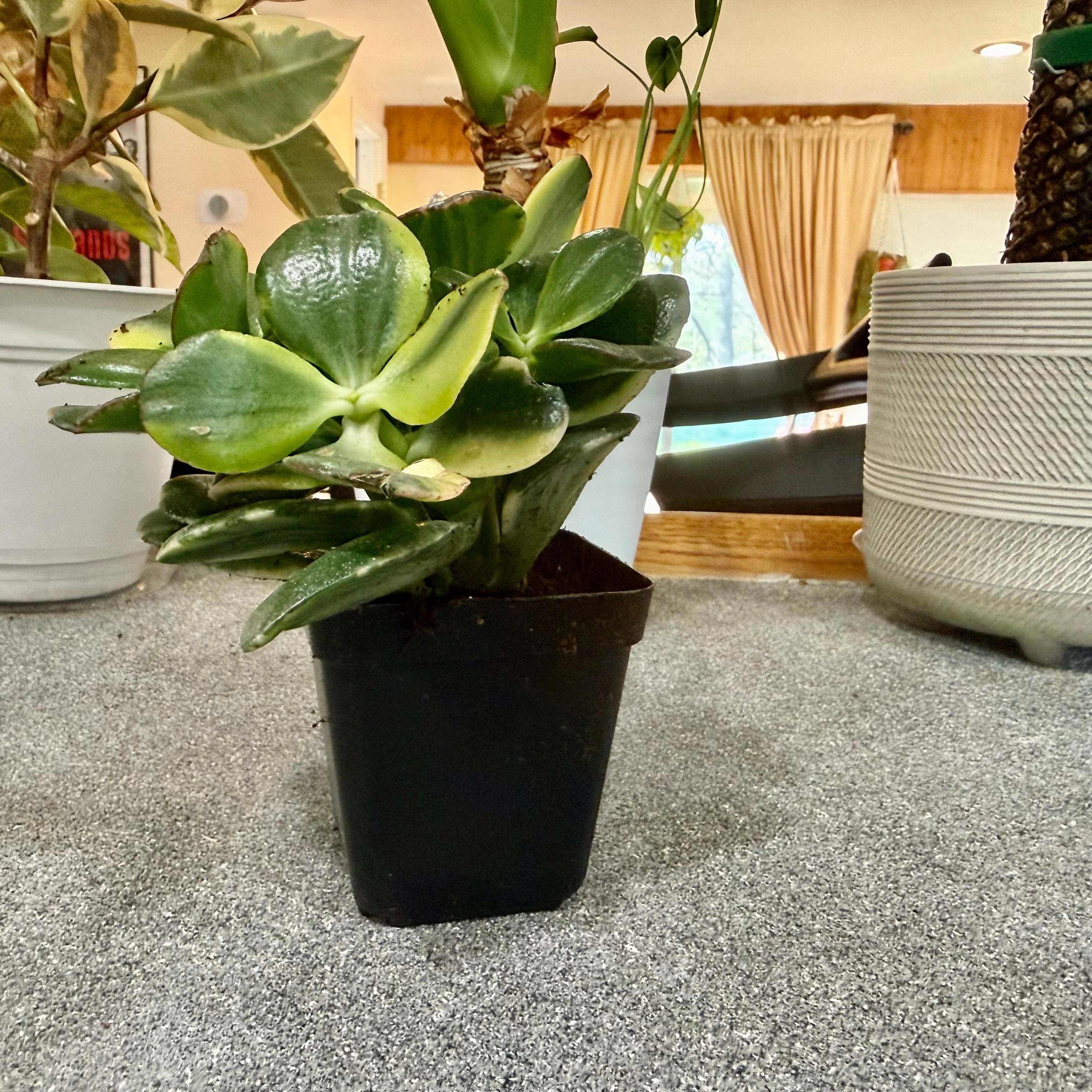 Variegated Jade (Crassula ovata 'Variegata')