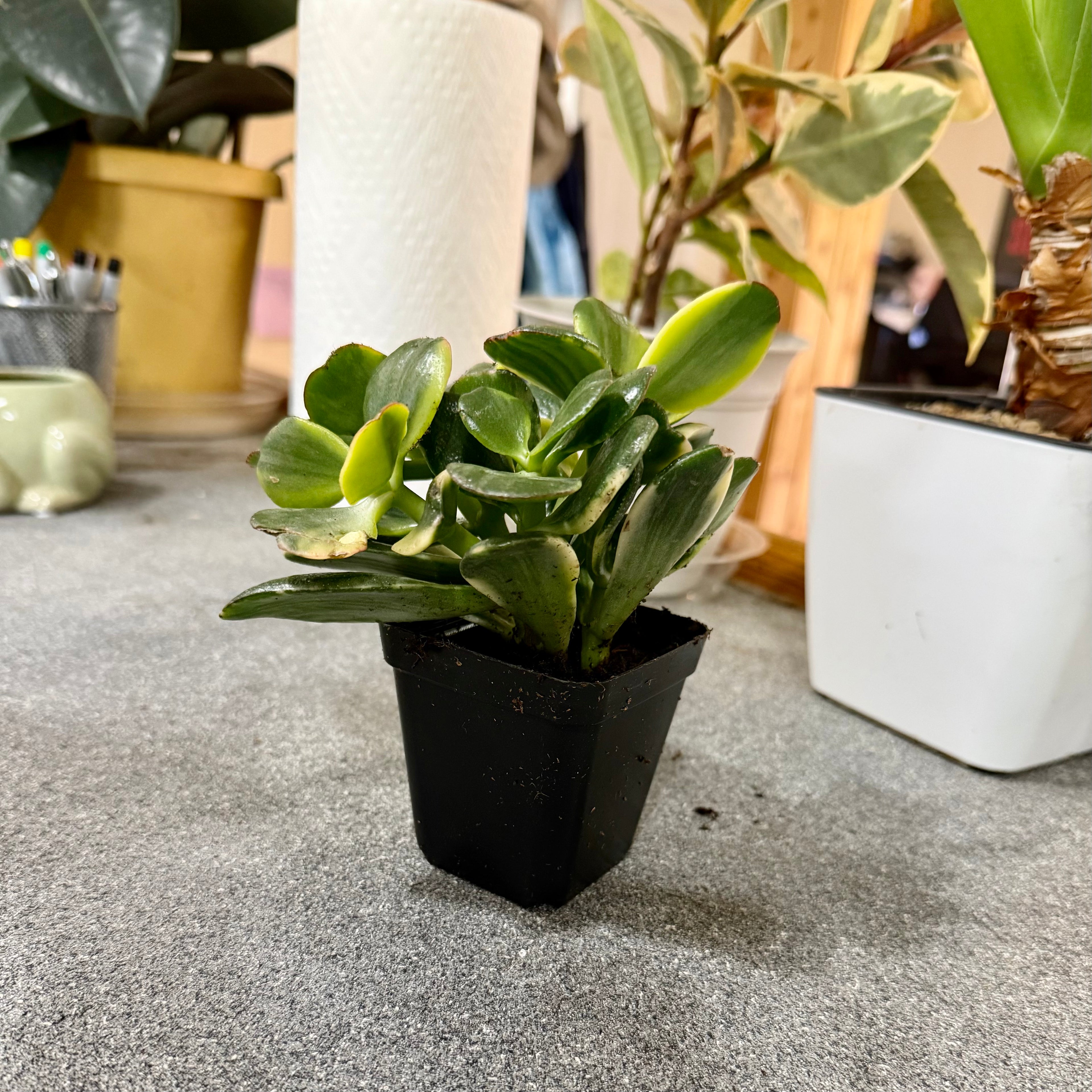 Variegated Jade (Crassula ovata 'Variegata')