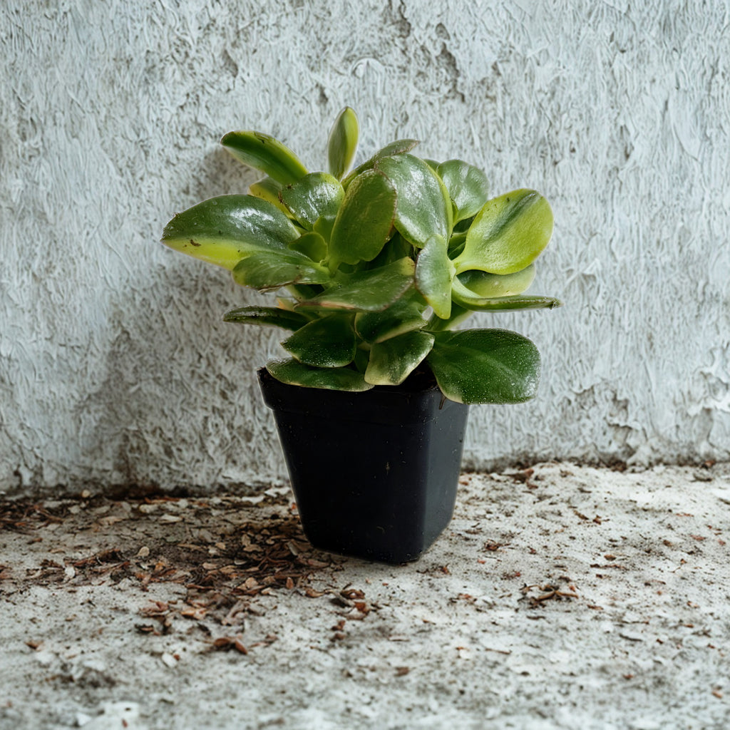 Variegated Jade (Crassula ovata 'Variegata')