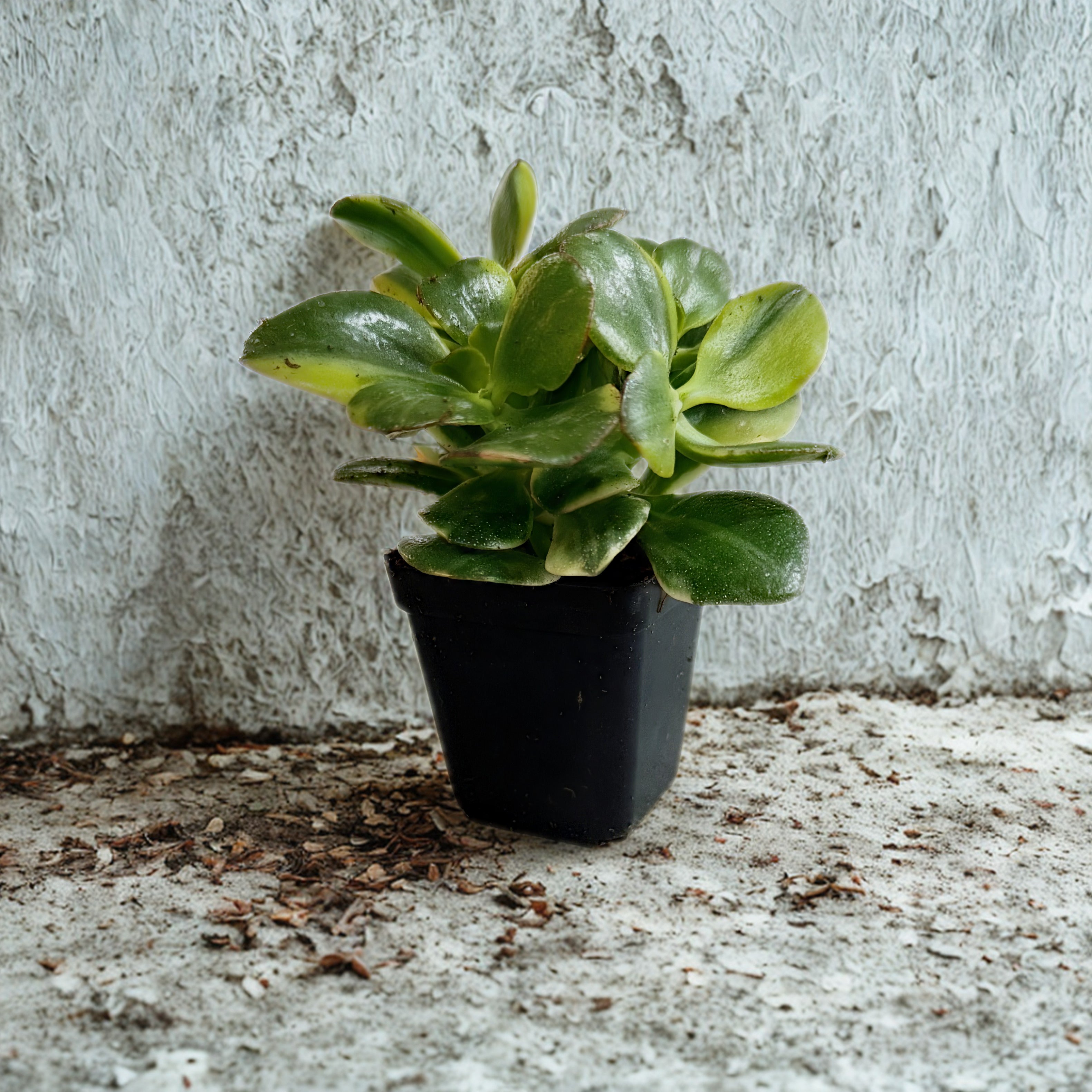 Variegated Jade (Crassula ovata 'Variegata')