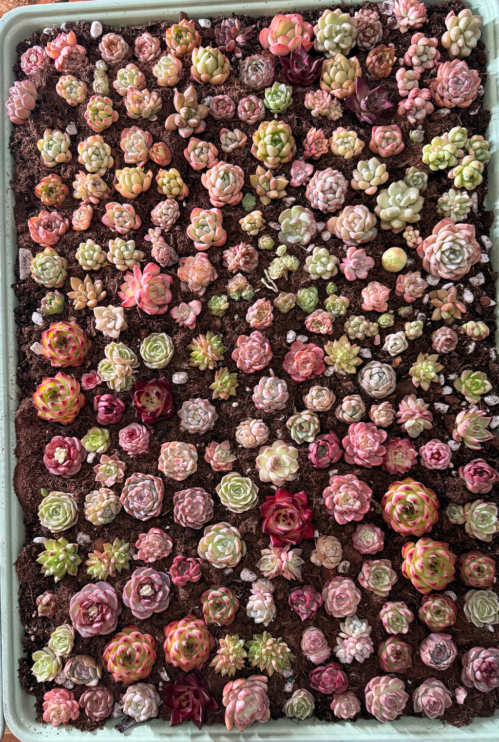 Assorted Succulents 2"