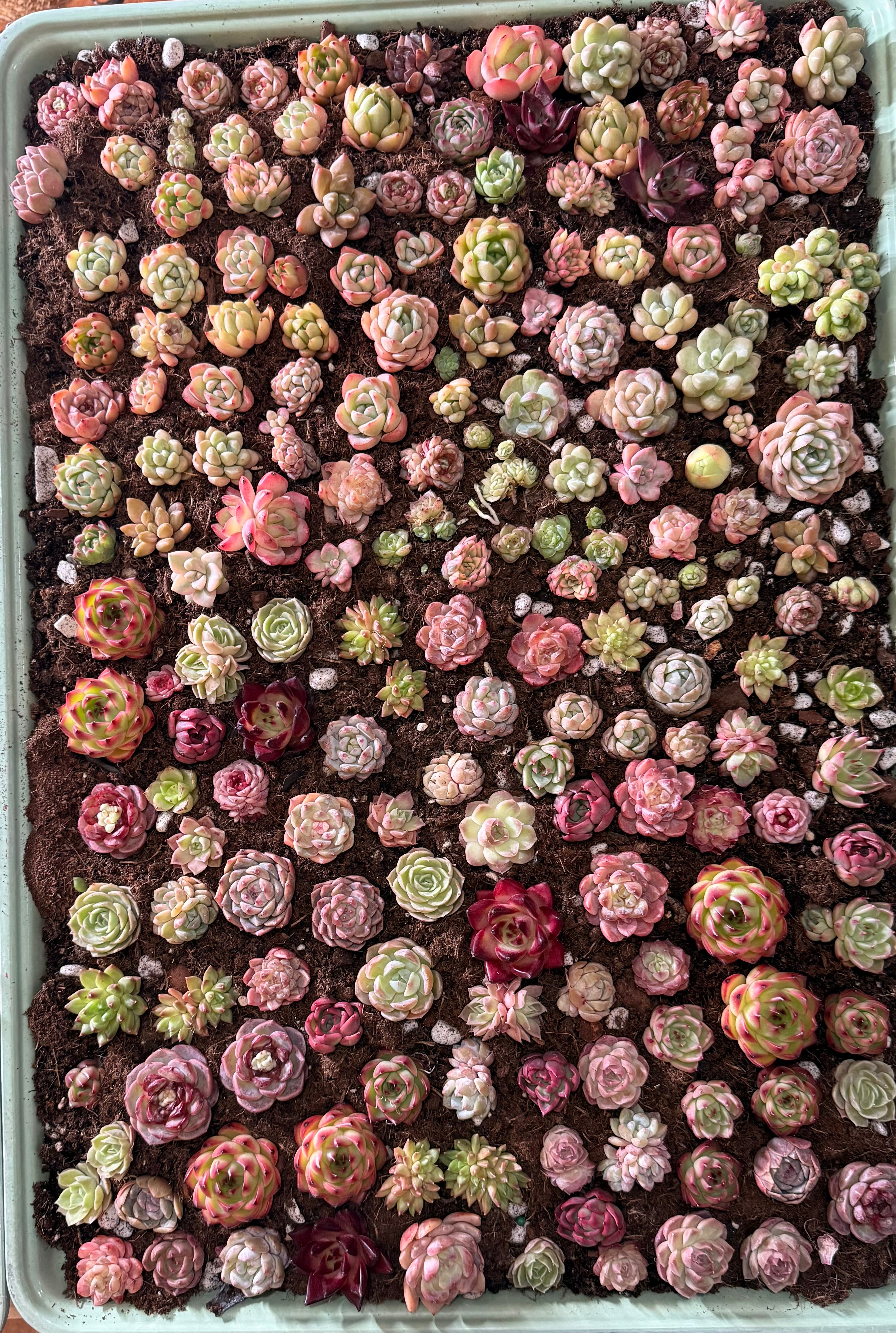Assorted Succulents 2"