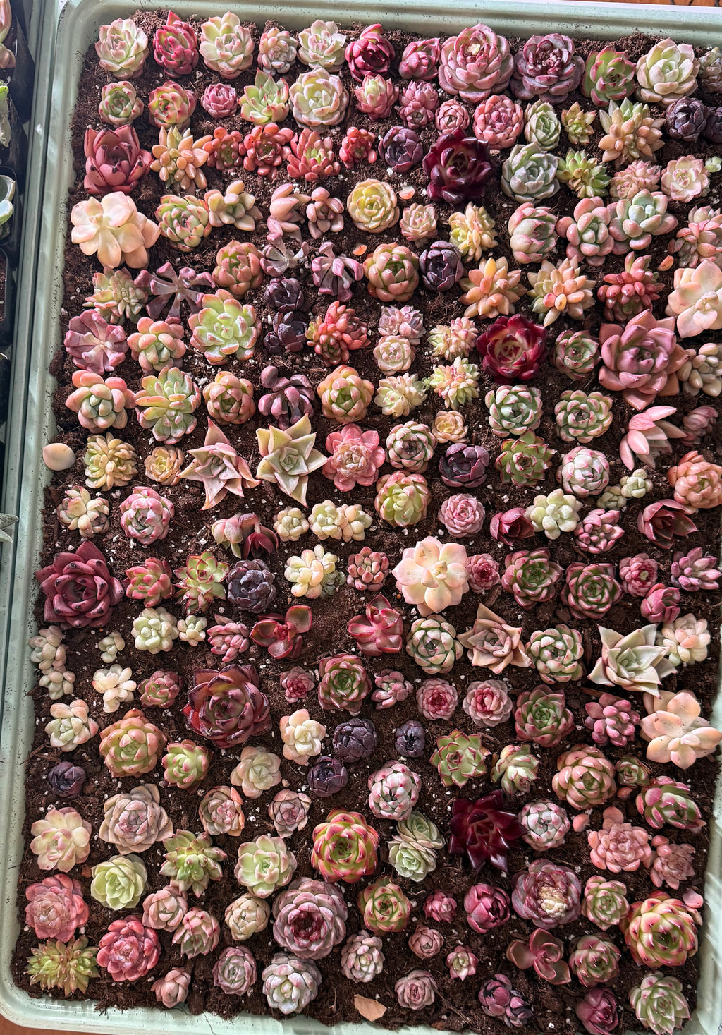 Assorted Succulents 2"