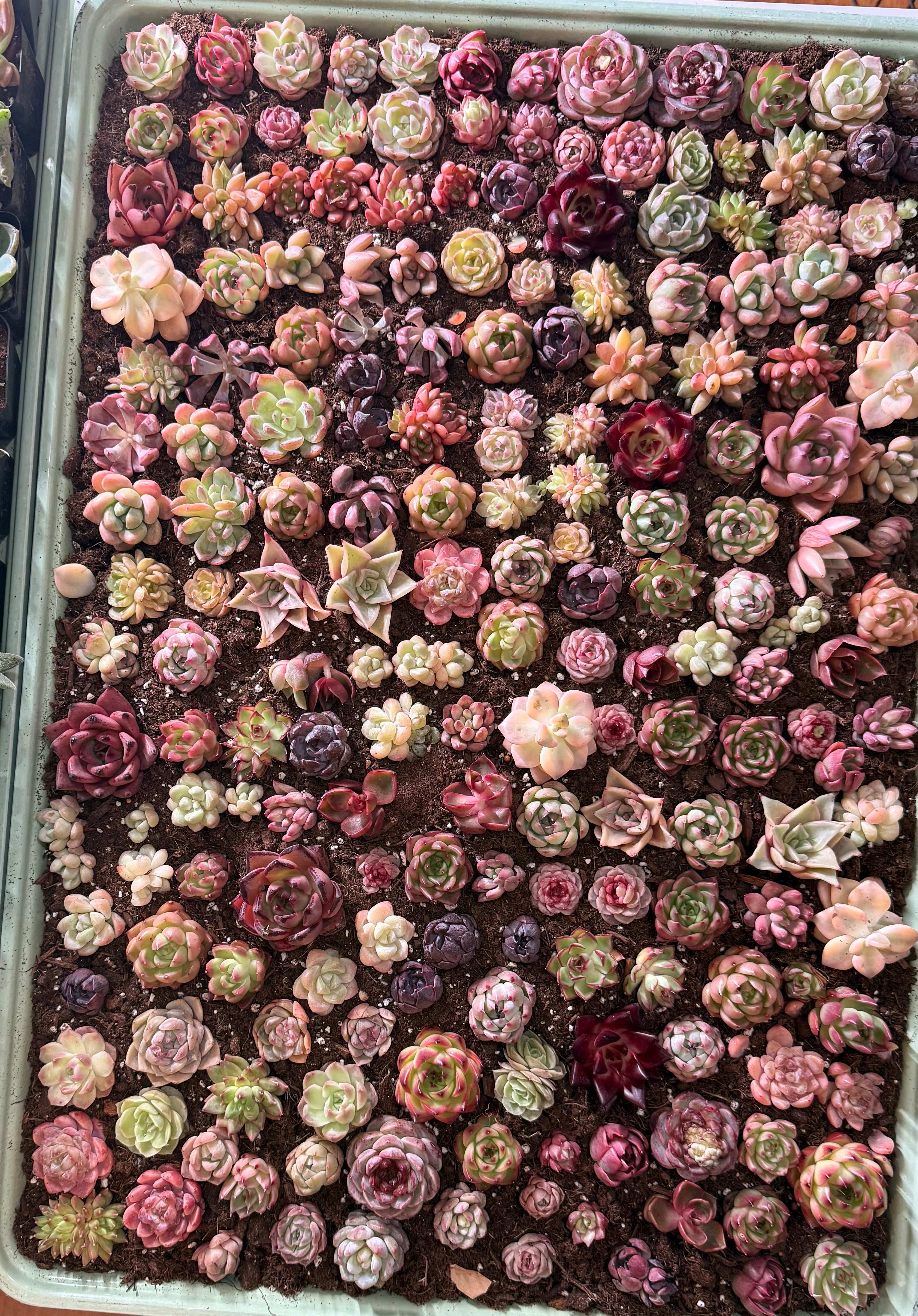 Assorted Succulents 2"