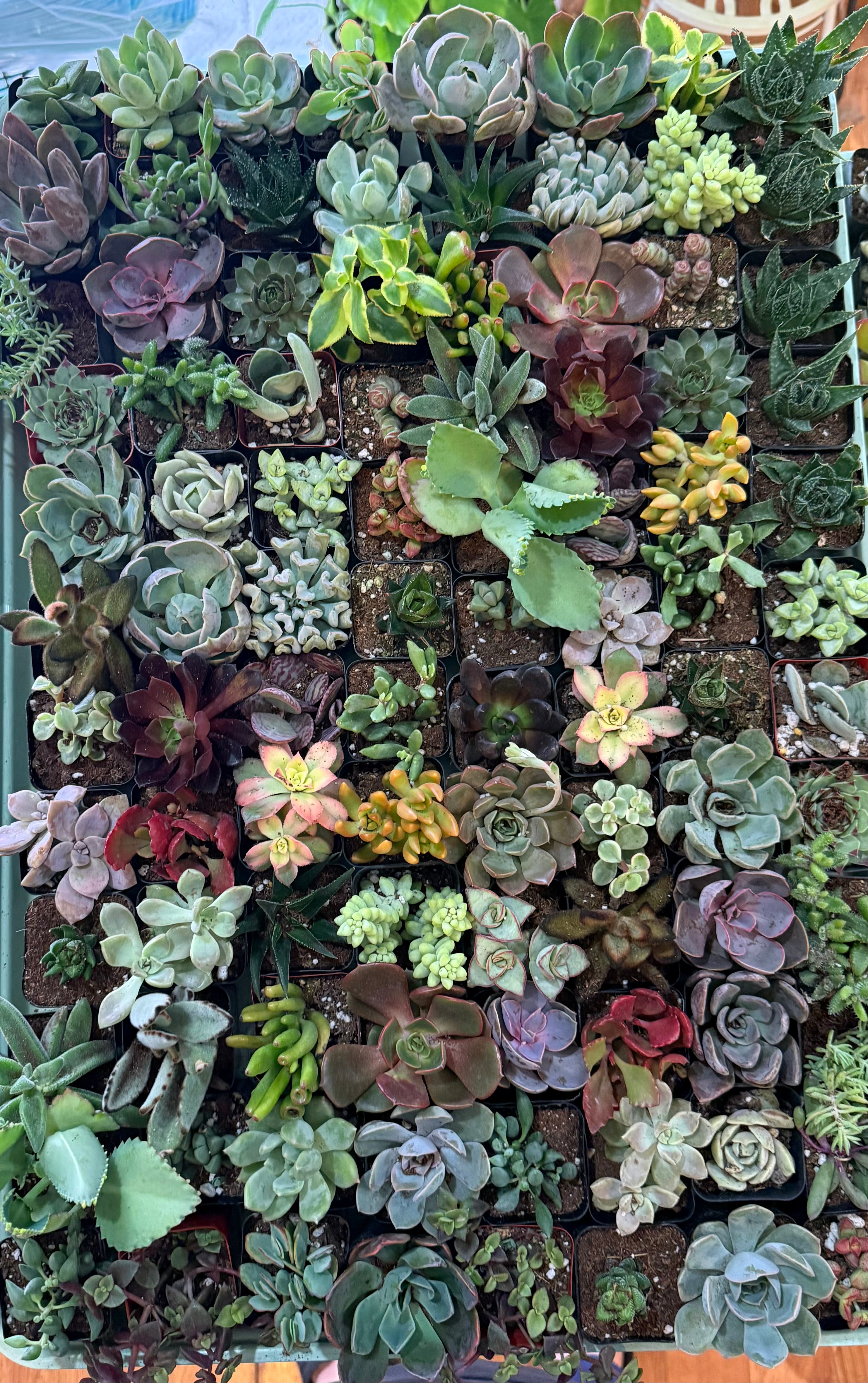 Assorted Succulents 2"