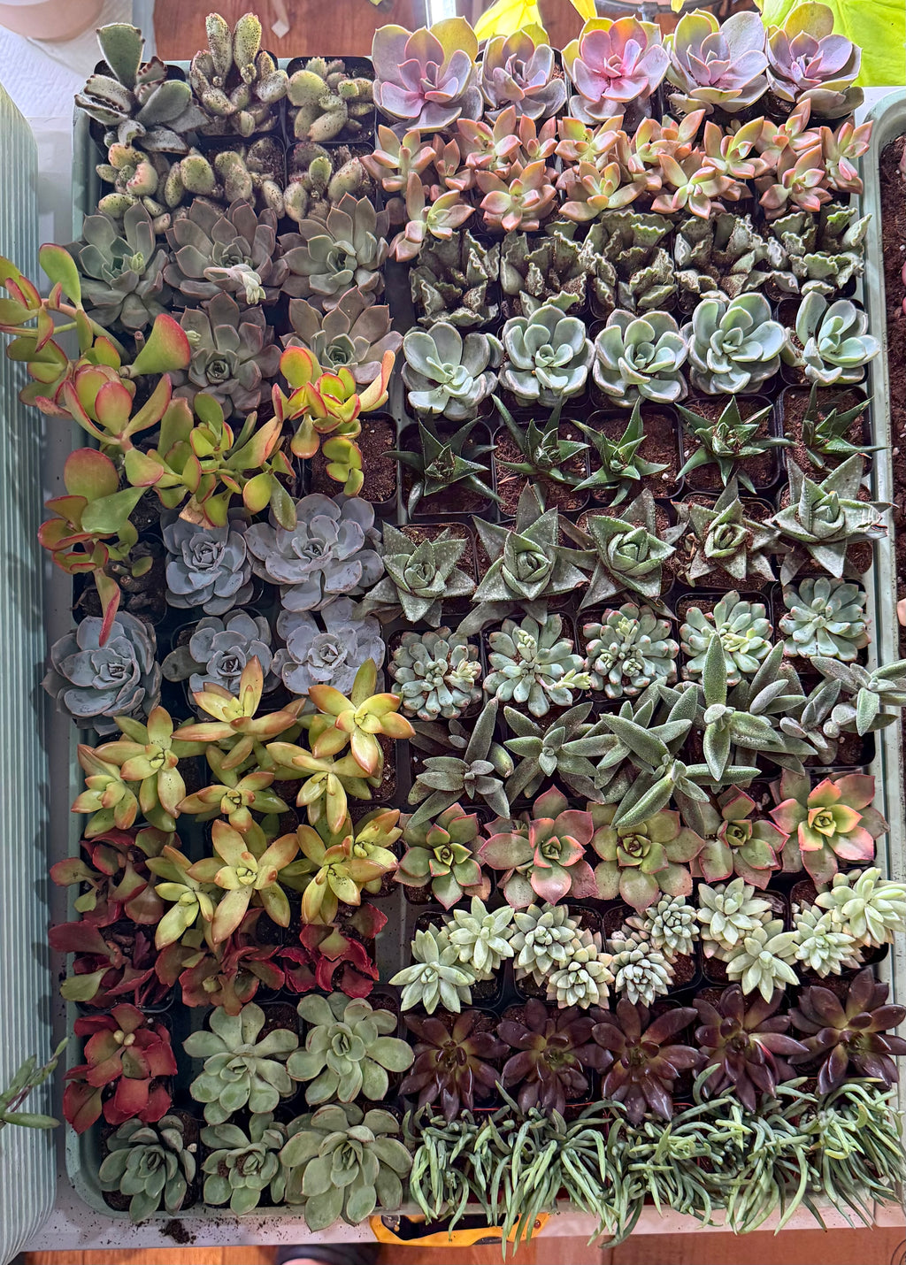 Assorted Succulents 2"