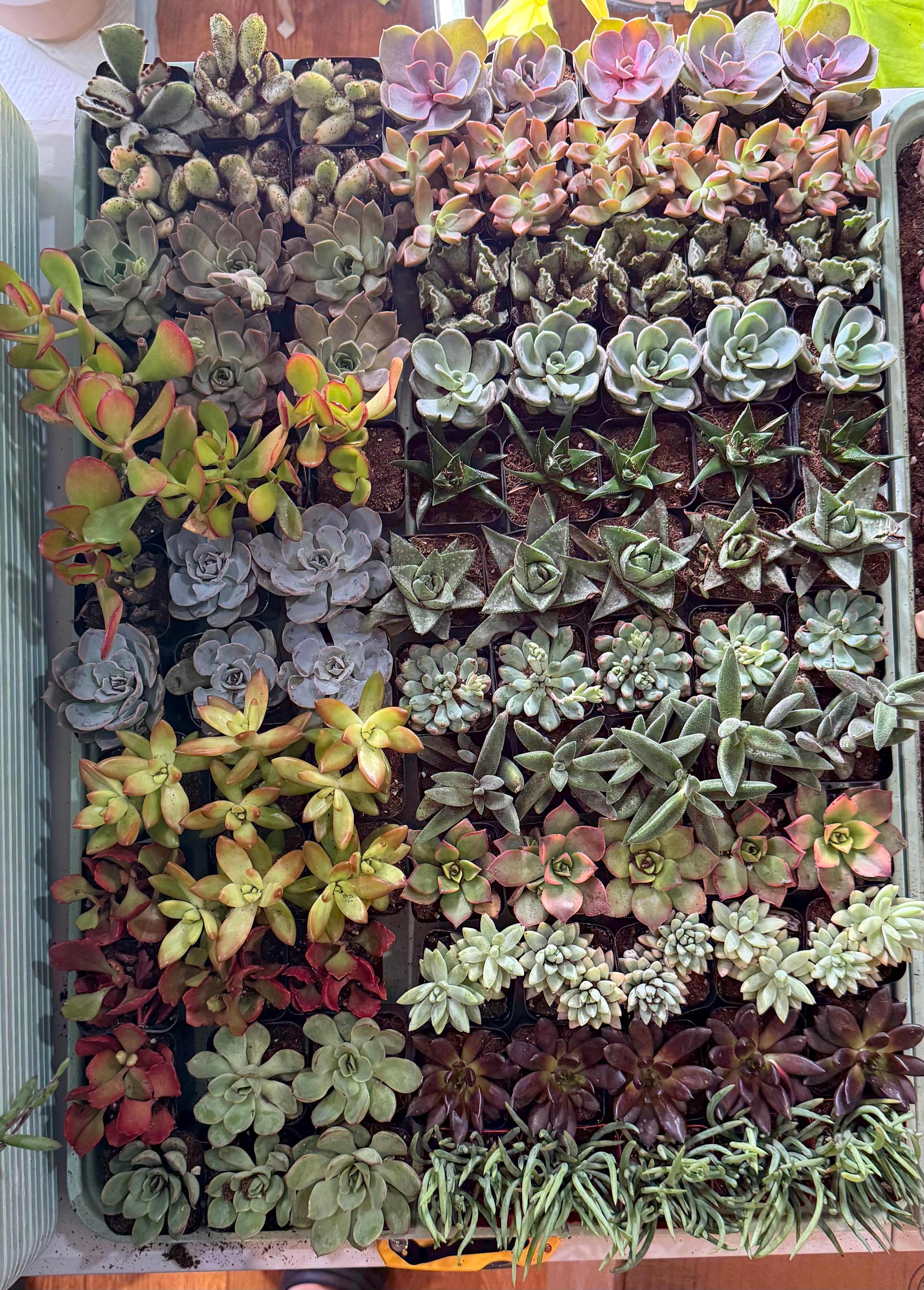 Assorted Succulents 2"