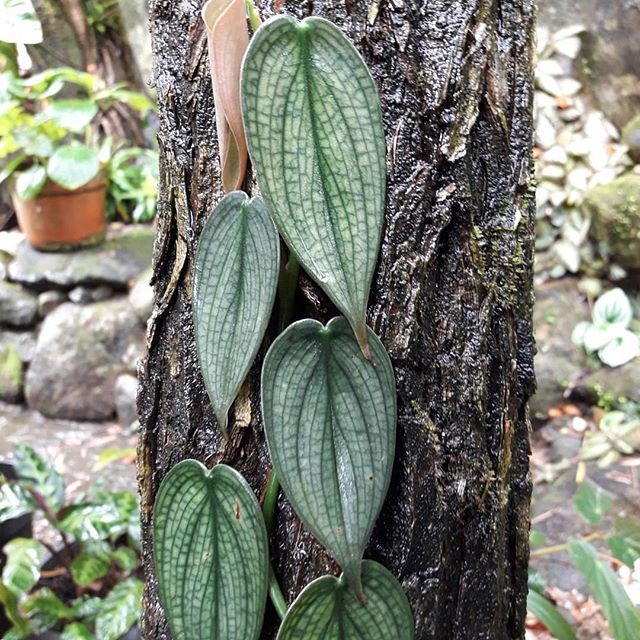 Philodendron Burle Marx Fantasy - 4"