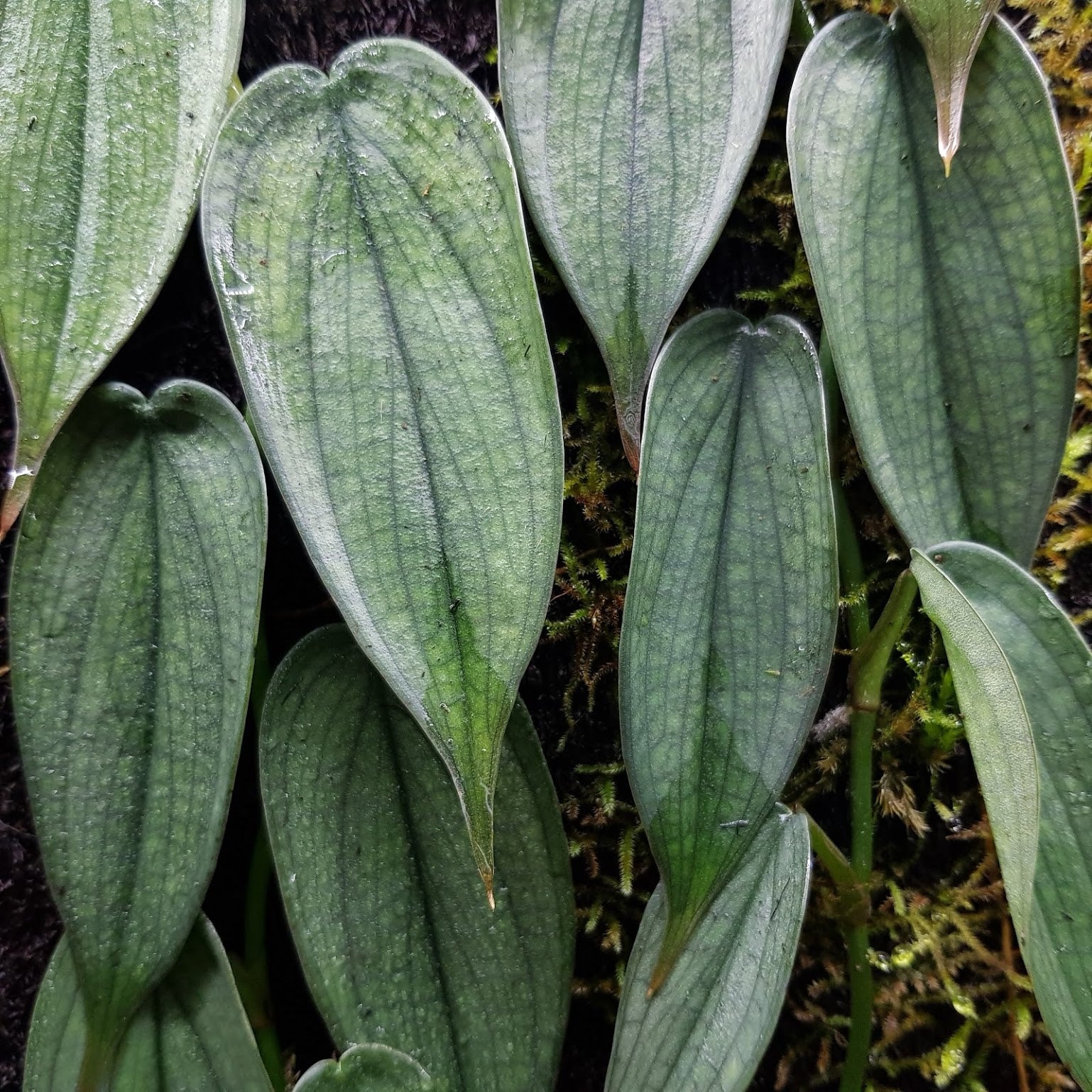 Philodendron Burle Marx Fantasy - 4"