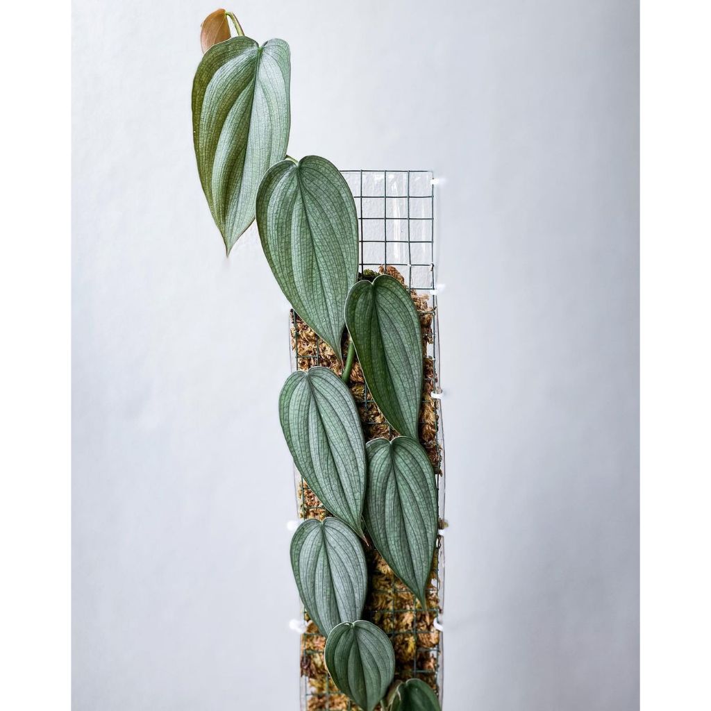 Philodendron Burle Marx Fantasy - 4"