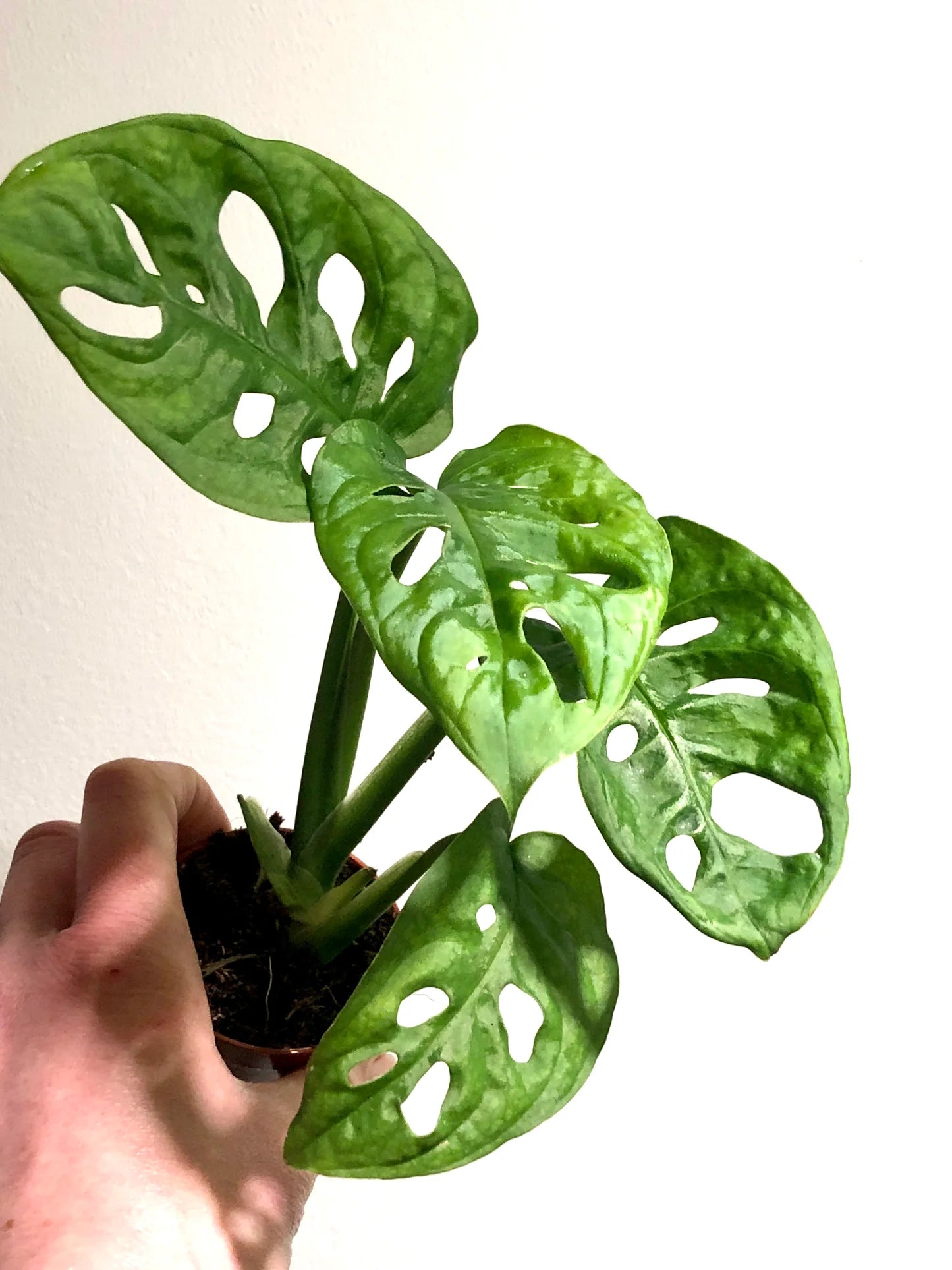 Monstera Adansonii - Wide Form 4"