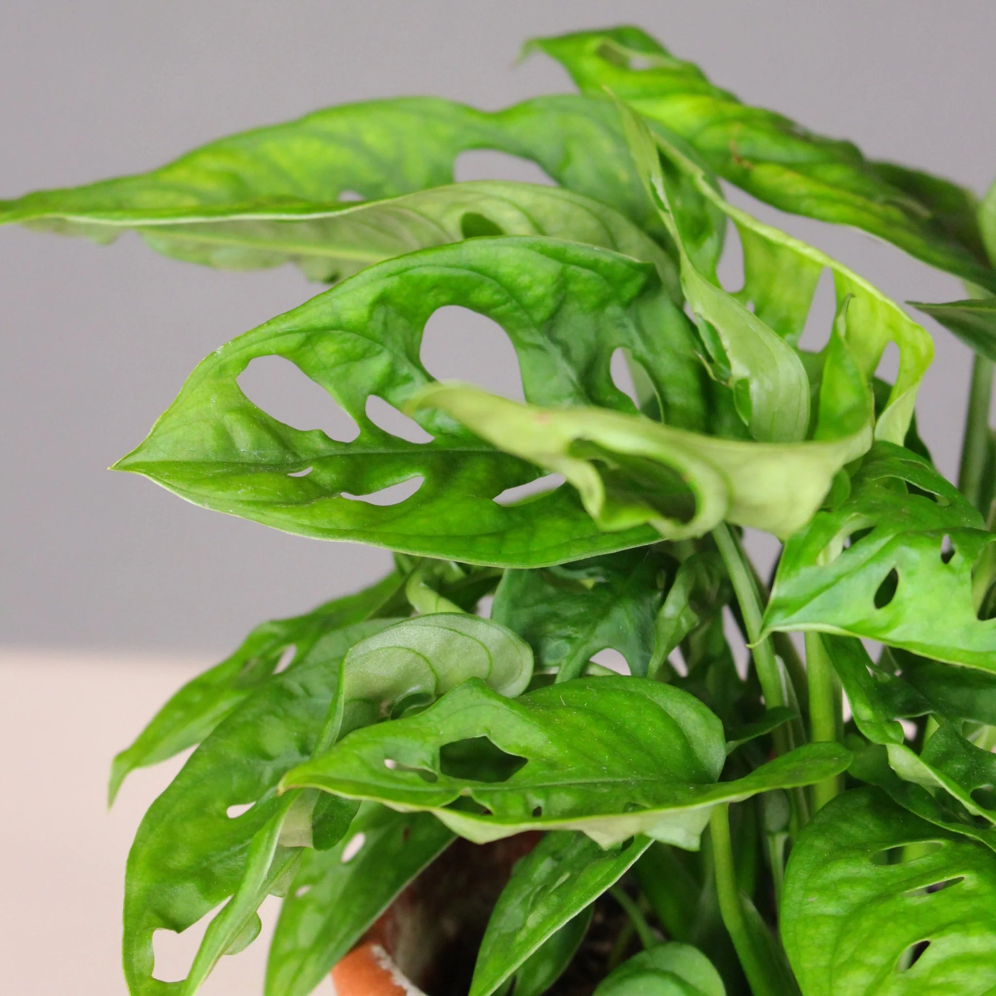 Monstera Adansonii - Wide Form 4"