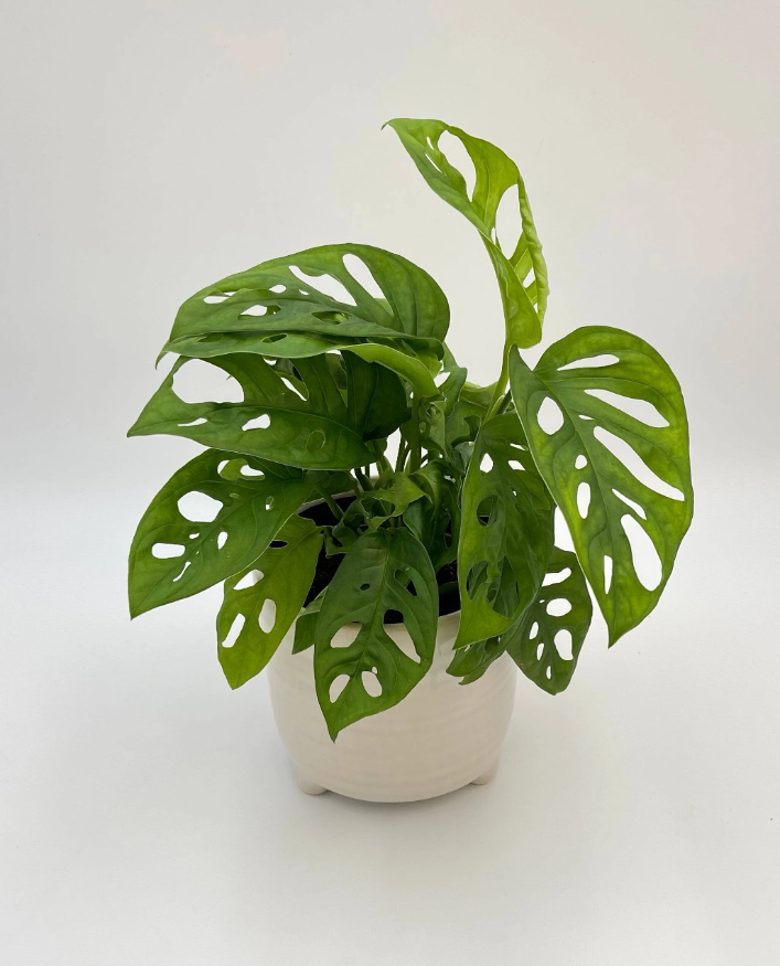 Monstera Adansonii - Wide Form 4"