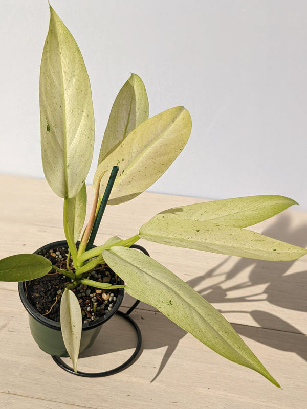 Philodendron Whipple Way - 3"
