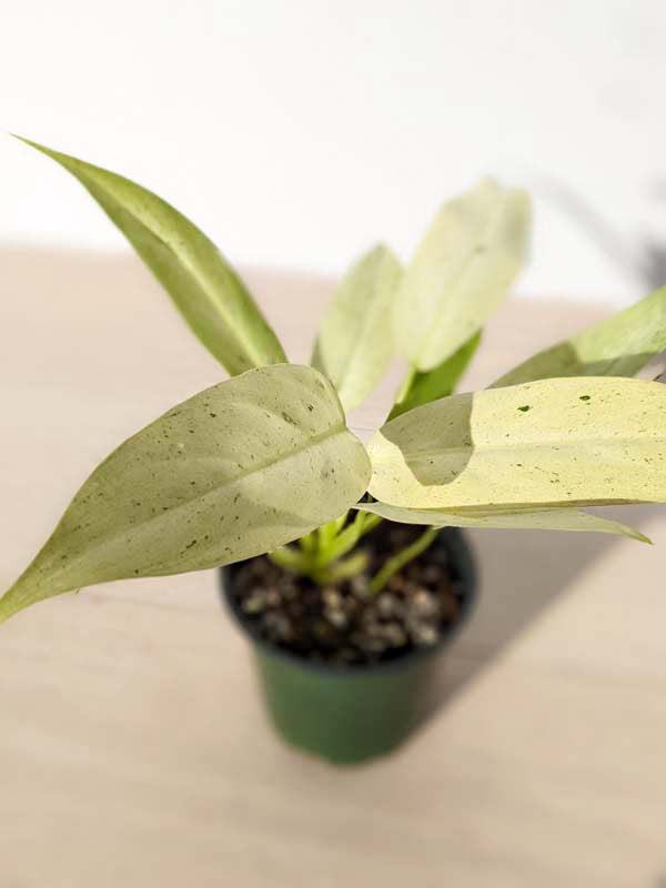Philodendron Whipple Way - 3"