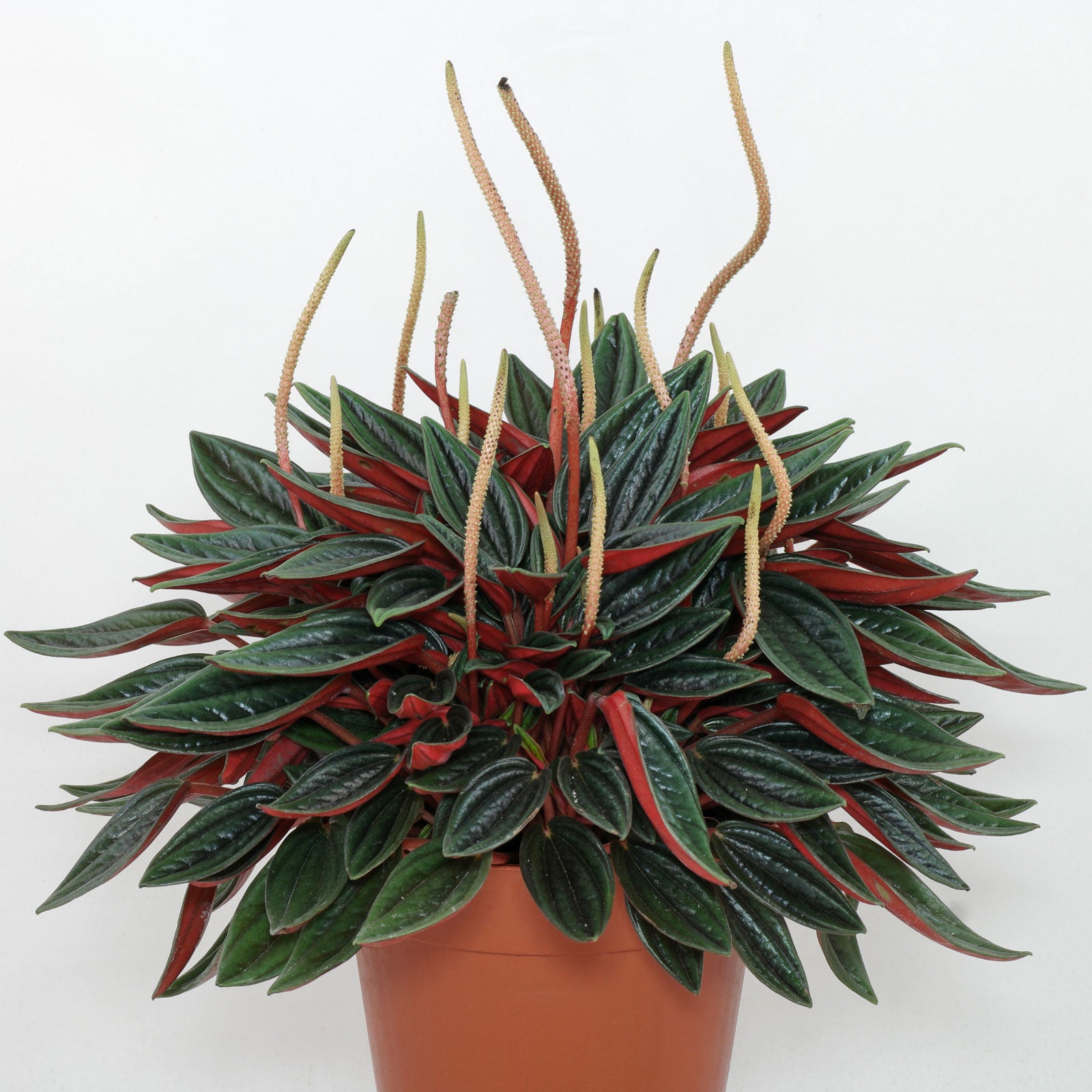 Peperomia 'San Marino'
