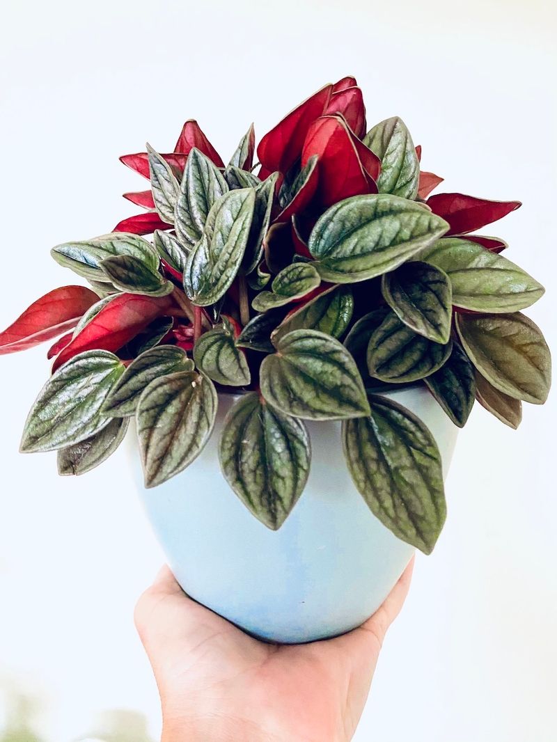 Peperomia 'San Marino'