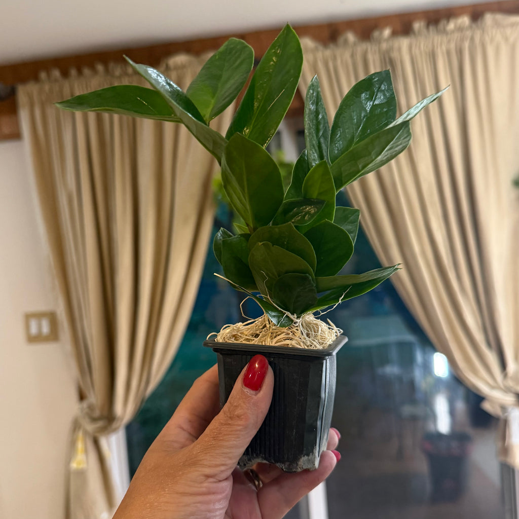 ZAMIOCULCAS ZAMIIFOLIA  3-inch Established ZZ Plant