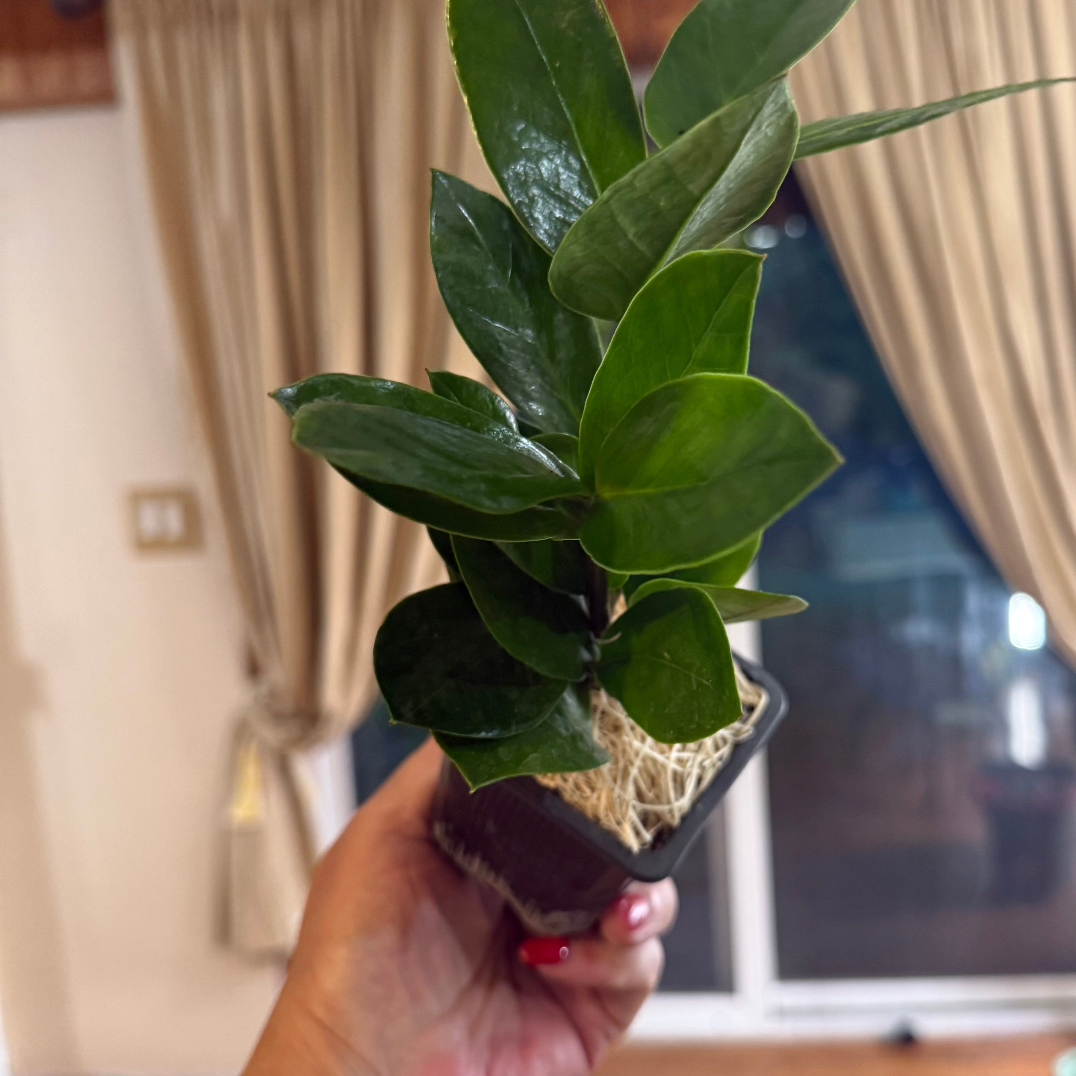 ZAMIOCULCAS ZAMIIFOLIA  3-inch Established ZZ Plant