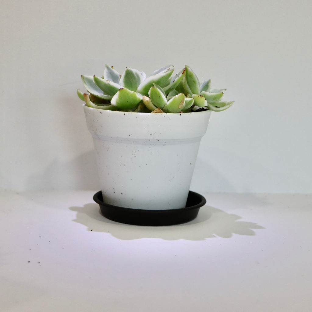Graptosedum Ghostly