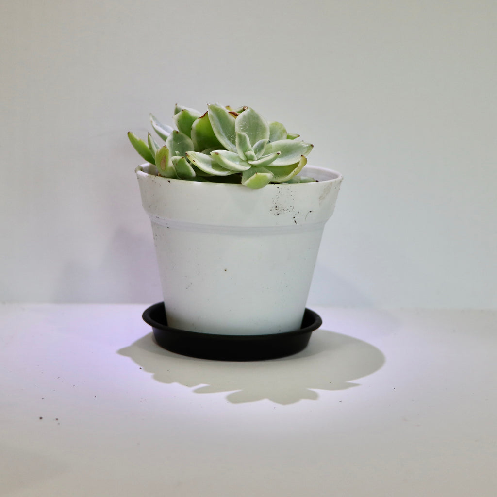 Graptosedum Ghostly