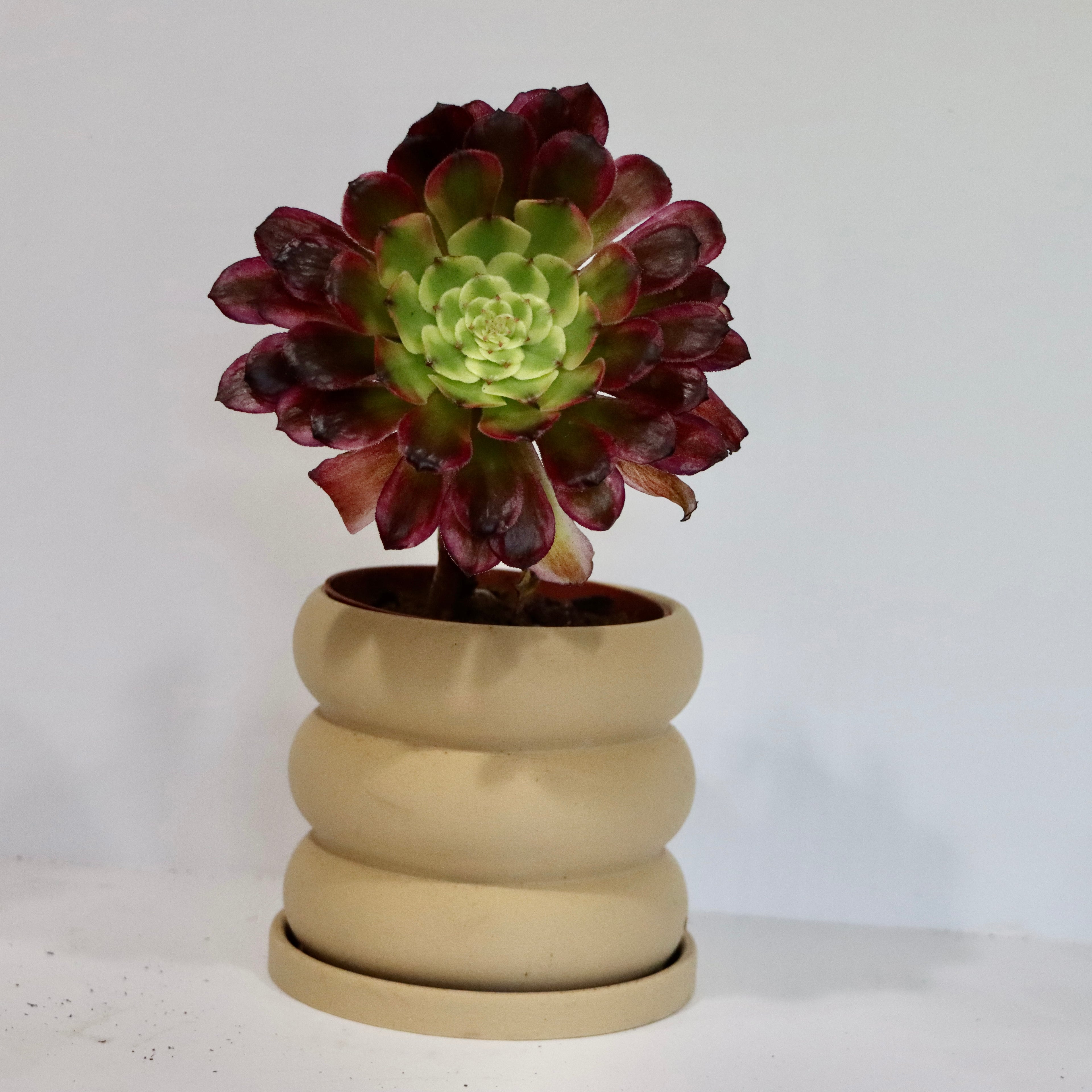Aeonium