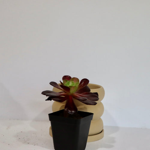 Aeonium