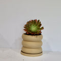 Aeonium Succulent Plant: Rose-like Rosettes, Striking Foliage, Elegant Home Decor