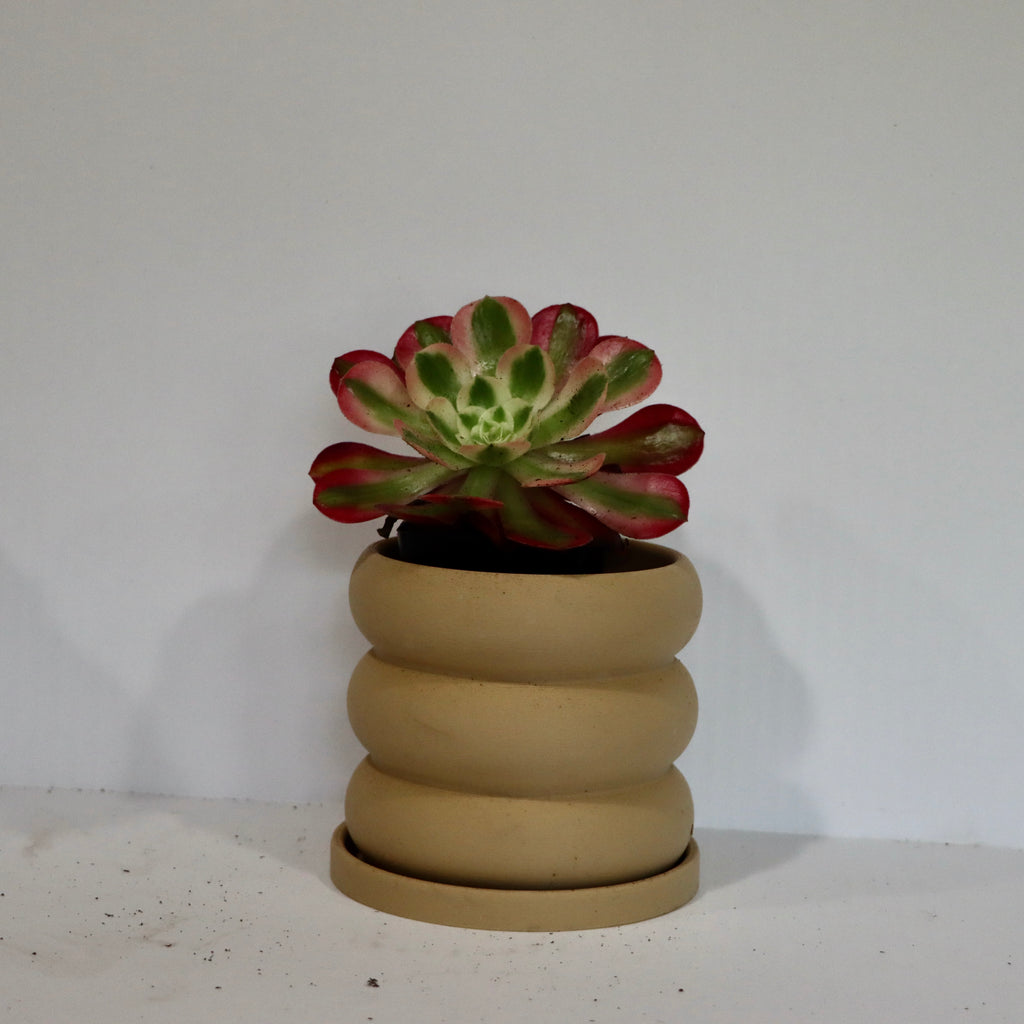 Aeonium Succulent Plant: Rose-like Rosettes, Striking Foliage, Elegant Home Decor
