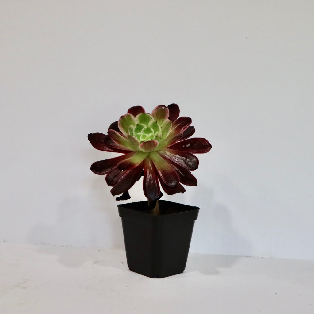 Aeonium Succulent Plant: Rose-like Rosettes, Striking Foliage, Elegant Home Decor