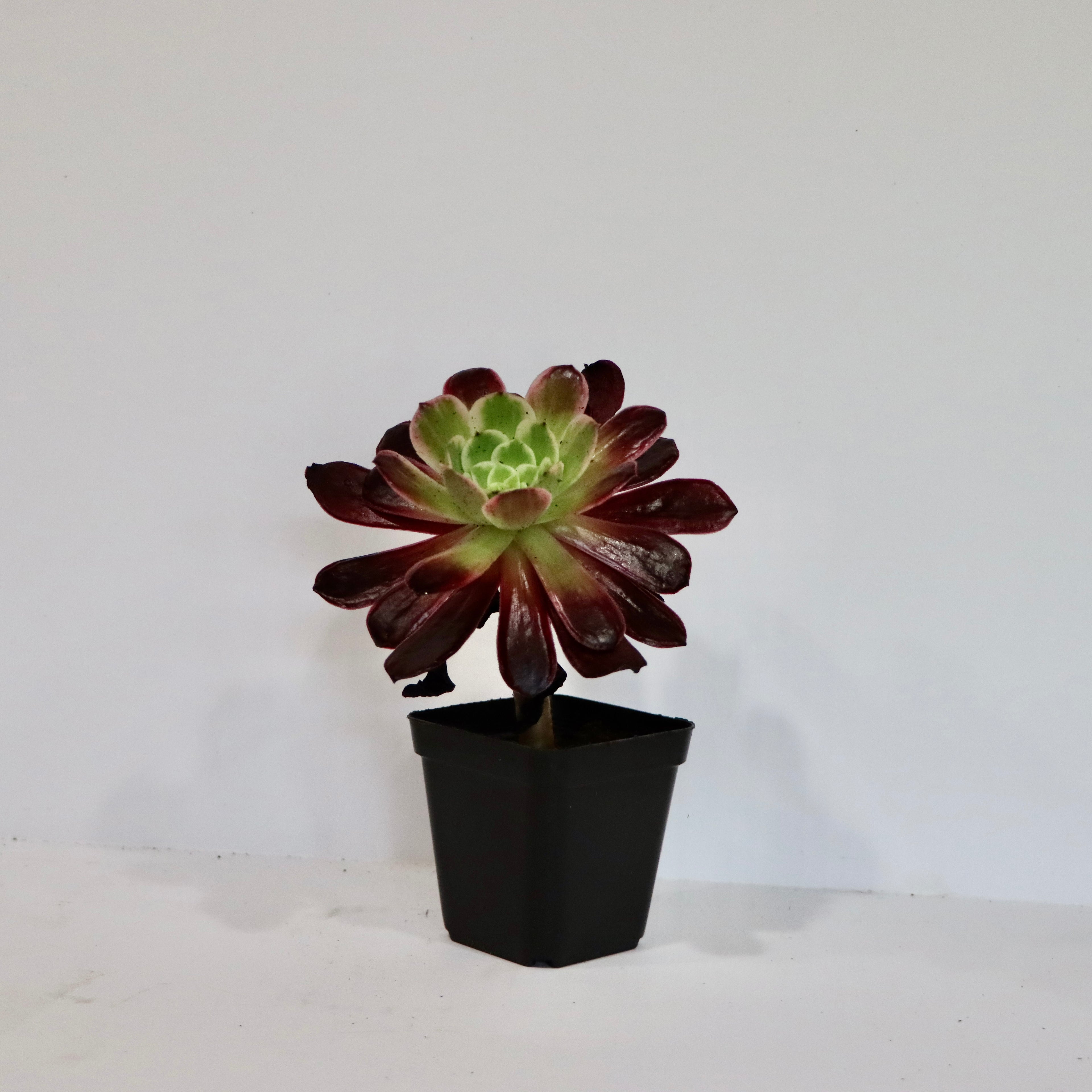Aeonium Succulent Plant: Rose-like Rosettes, Striking Foliage, Elegant Home Decor