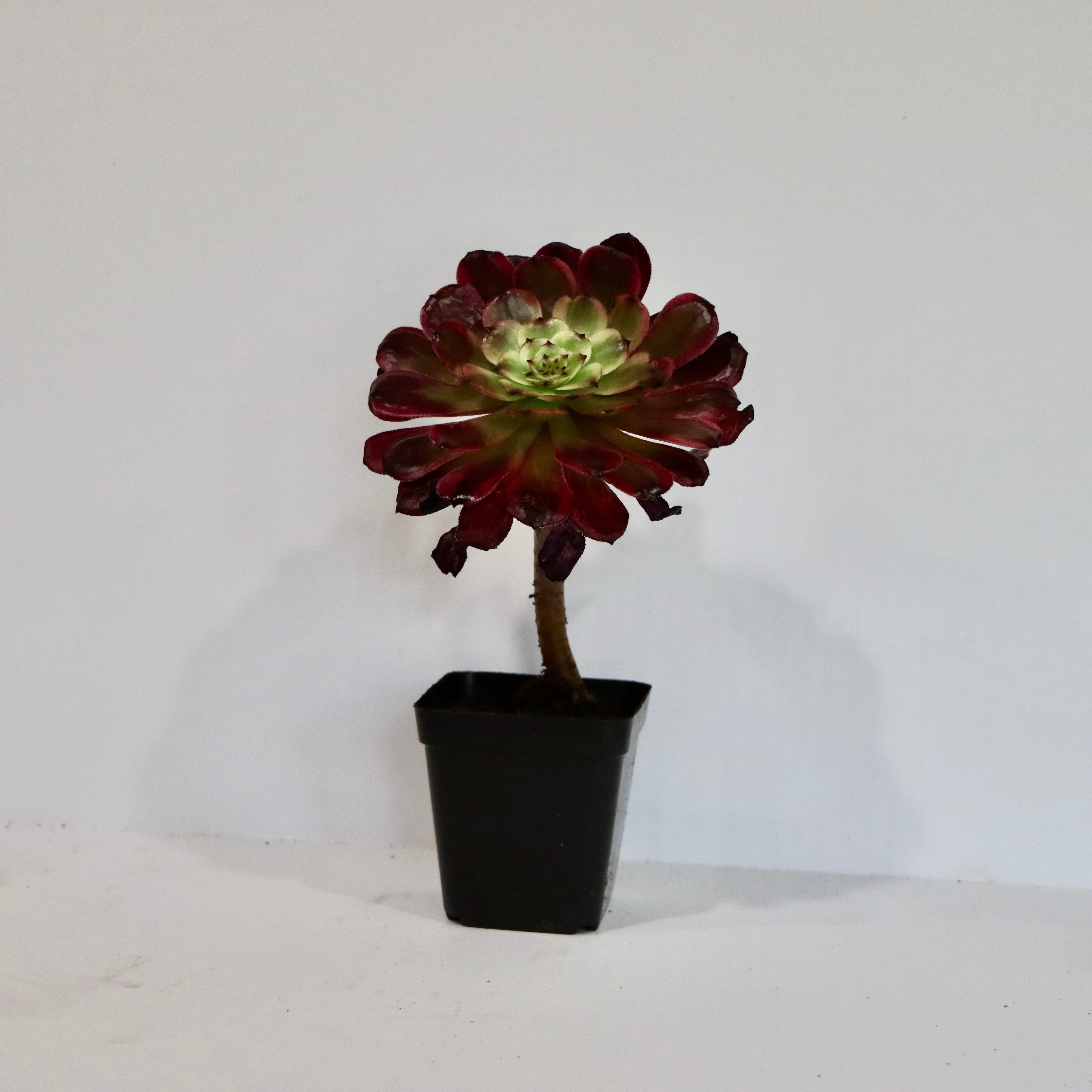 Aeonium Succulent Plant: Rose-like Rosettes, Striking Foliage, Elegant Home Decor