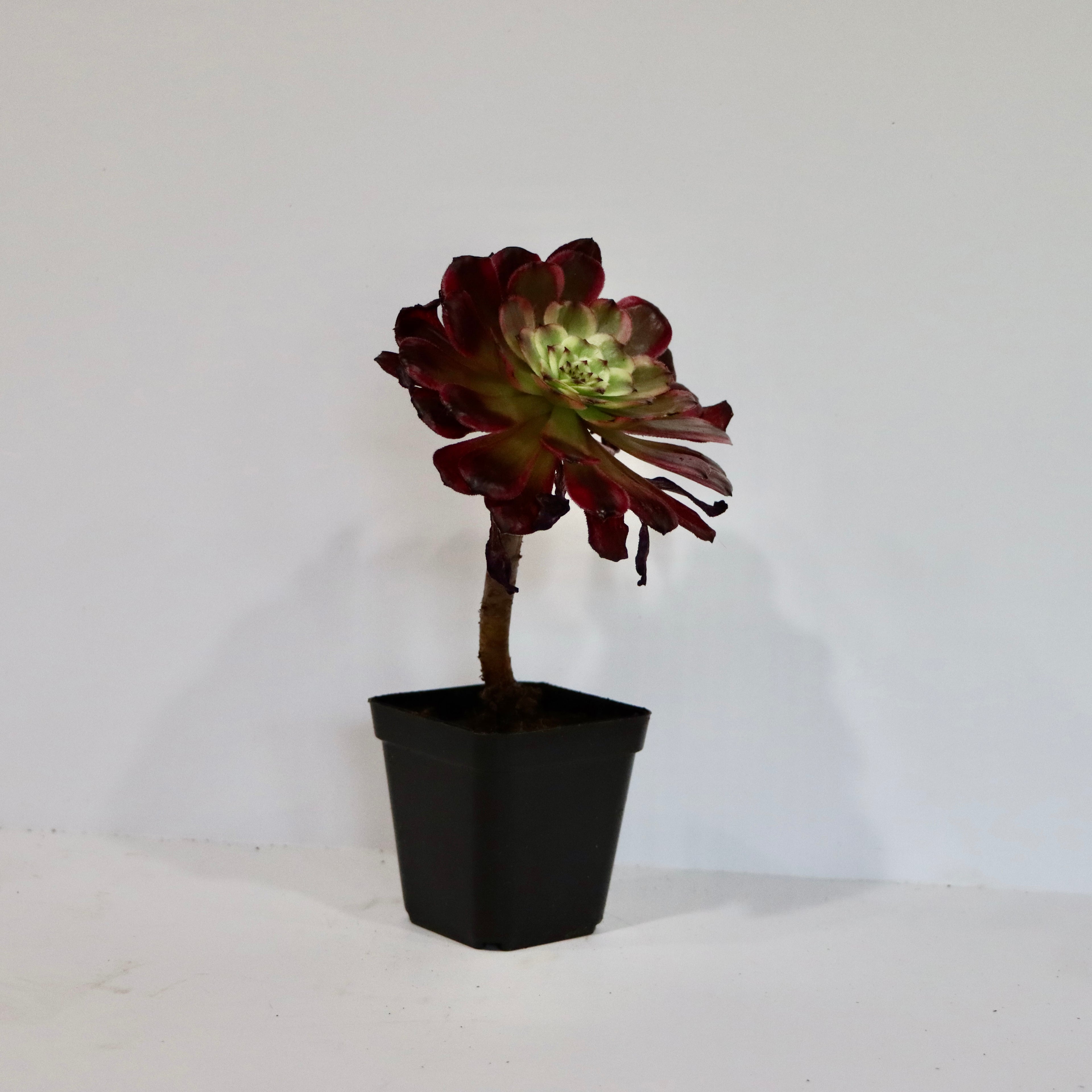 Aeonium Succulent Plant: Rose-like Rosettes, Striking Foliage, Elegant Home Decor