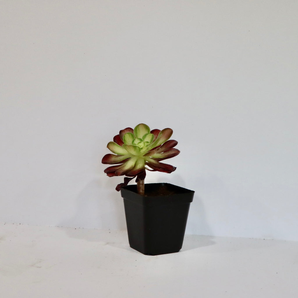 Aeonium Succulent Plant: Rose-like Rosettes, Striking Foliage, Elegant Home Decor