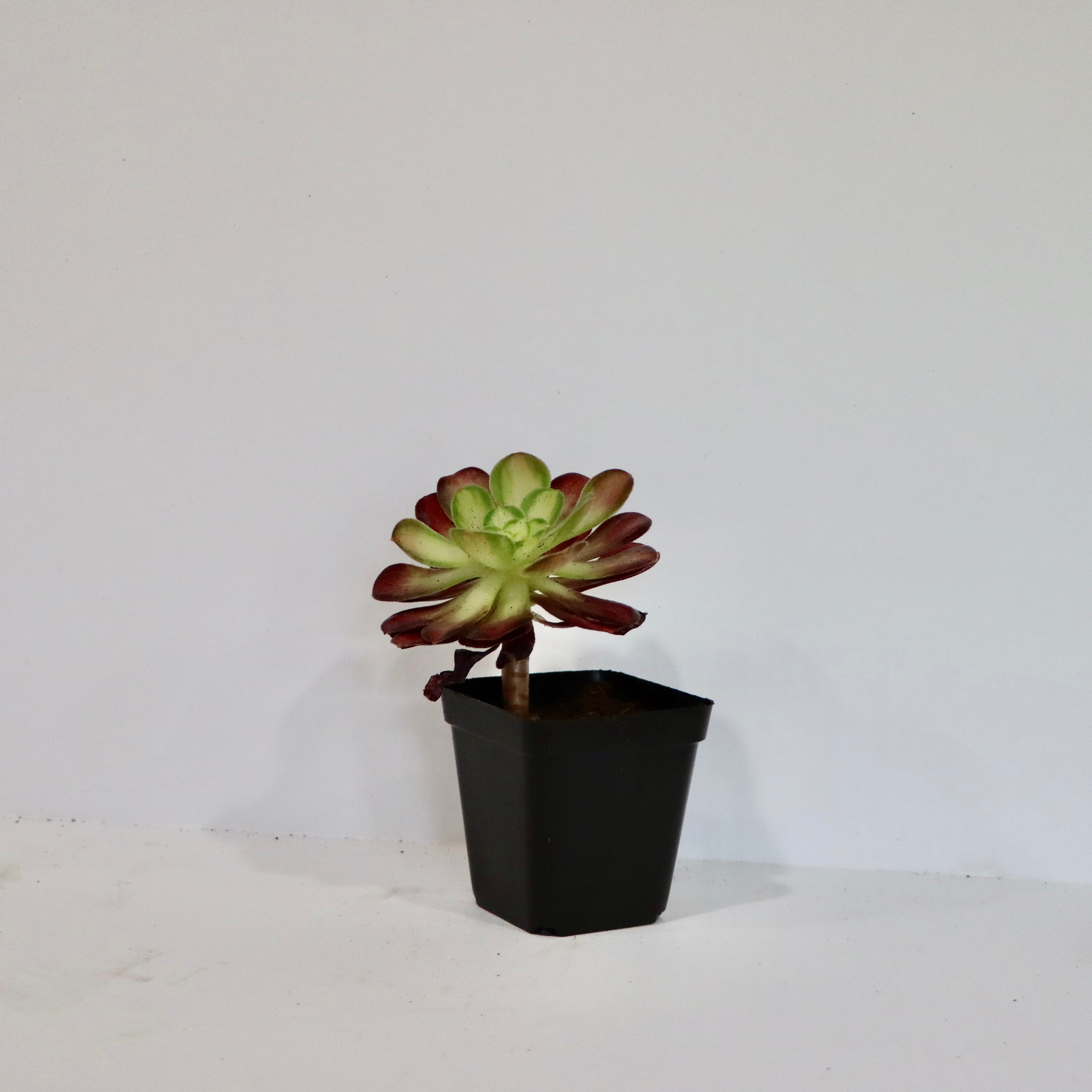 Aeonium Succulent Plant: Rose-like Rosettes, Striking Foliage, Elegant Home Decor
