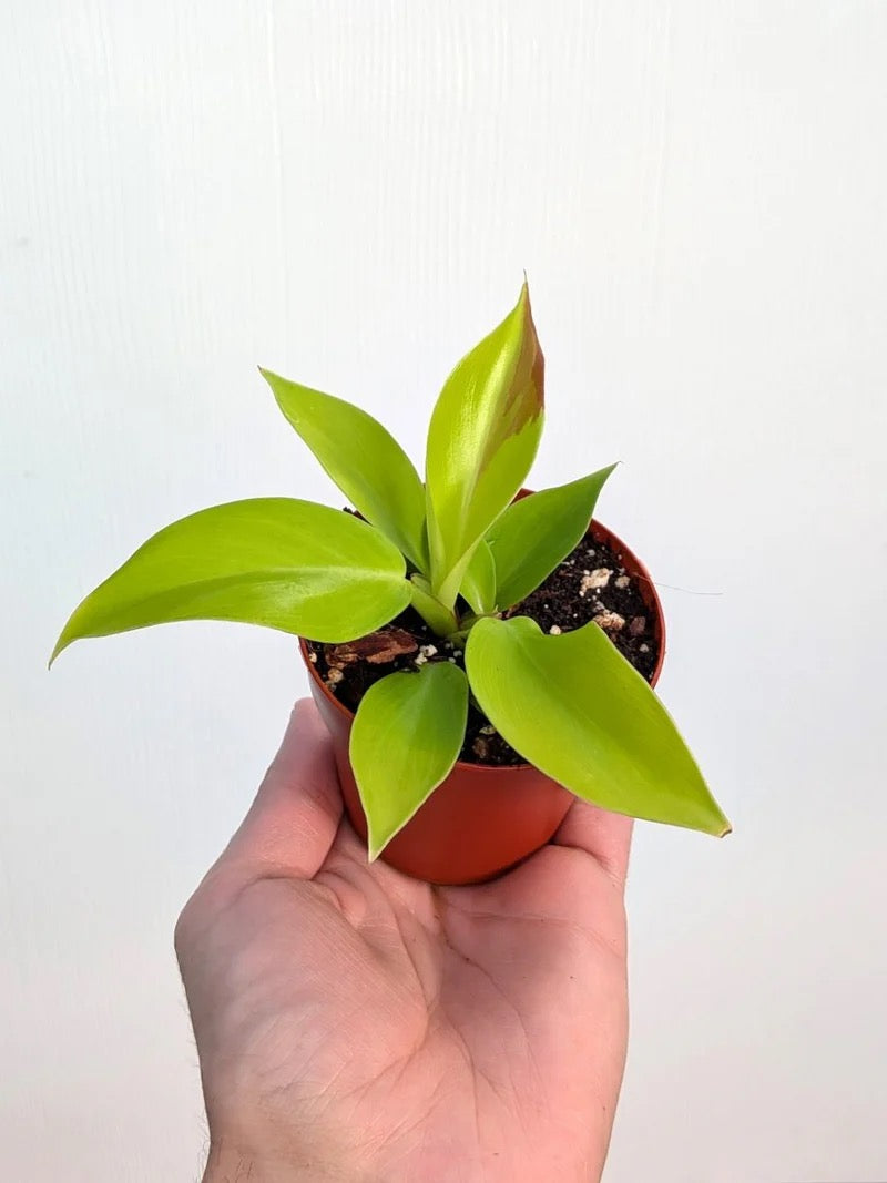 (Coming Soon) Philodendron Red Moon