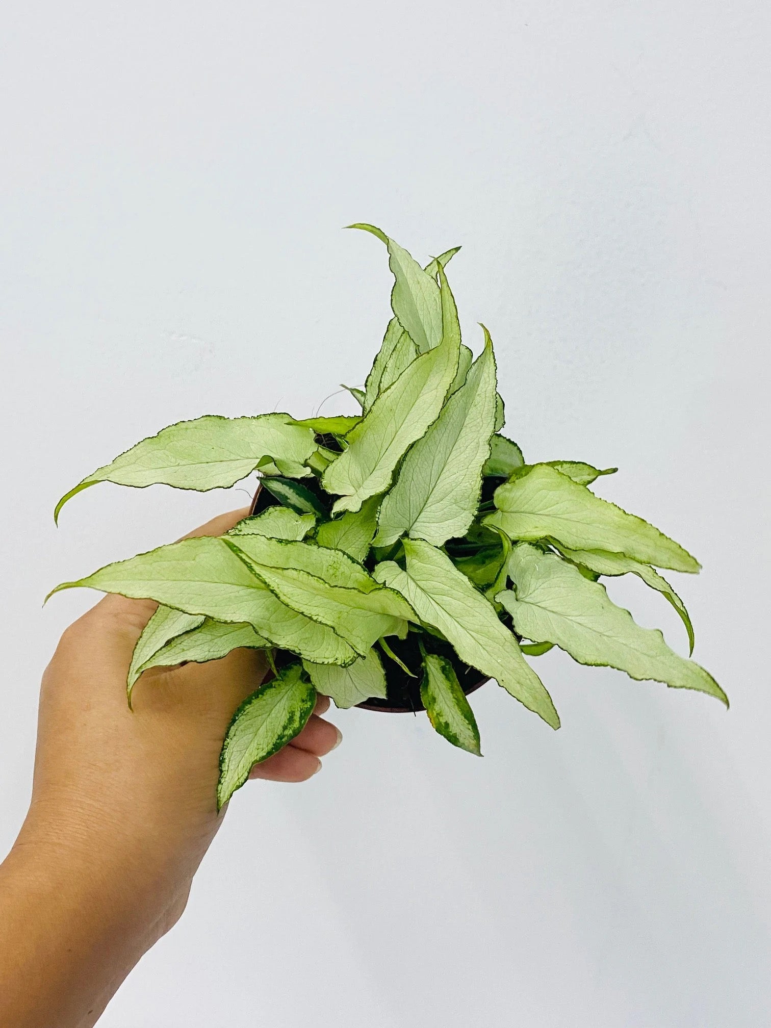 Syngonium 'Silver Fox' - 4"