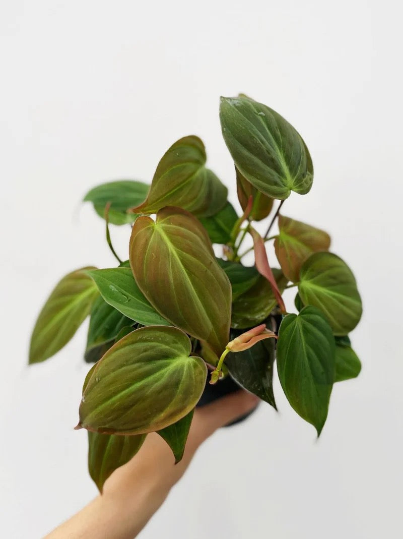 Velvet Philodendron Micans Live Houseplant - 4"