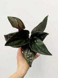 Syngonium Erythrophyllum 'Red Arrow' - 4"