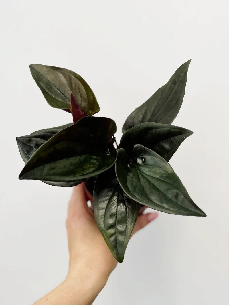 Syngonium Erythrophyllum 'Red Arrow' - 4"