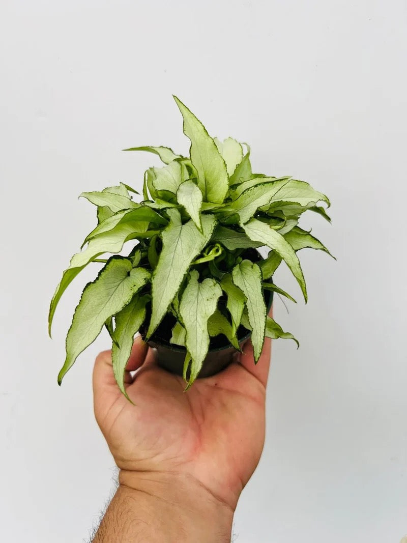 Syngonium 'Silver Fox' - 4"