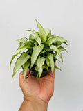 Syngonium 'Silver Fox' - 4"