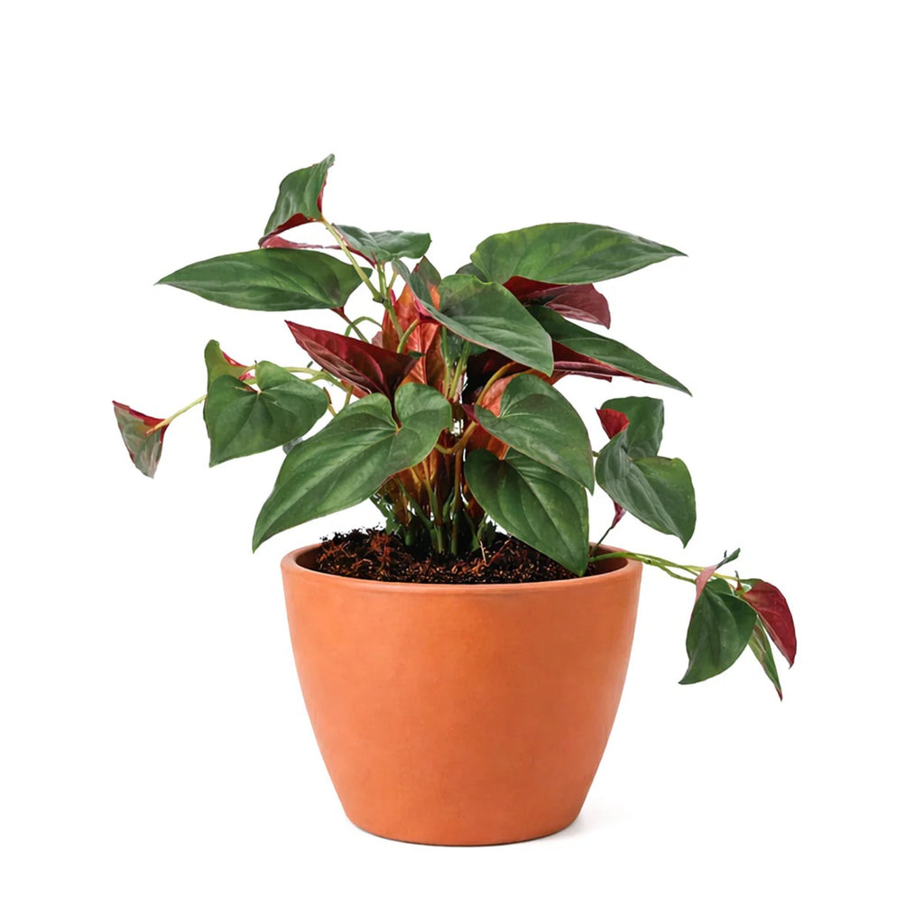 Syngonium Erythrophyllum 'Red Arrow' - 4"