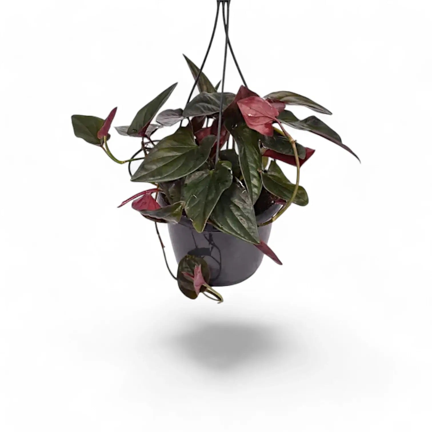 Syngonium Erythrophyllum 'Red Arrow' - 4"