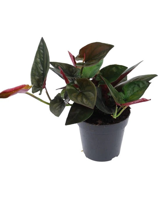 Syngonium Erythrophyllum 'Red Arrow' - 4"