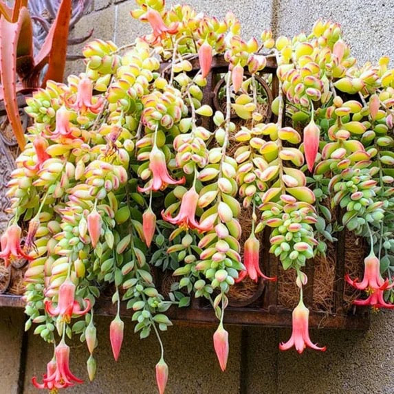 Cotyledon pendens - Cliff Cotyledon 2"
