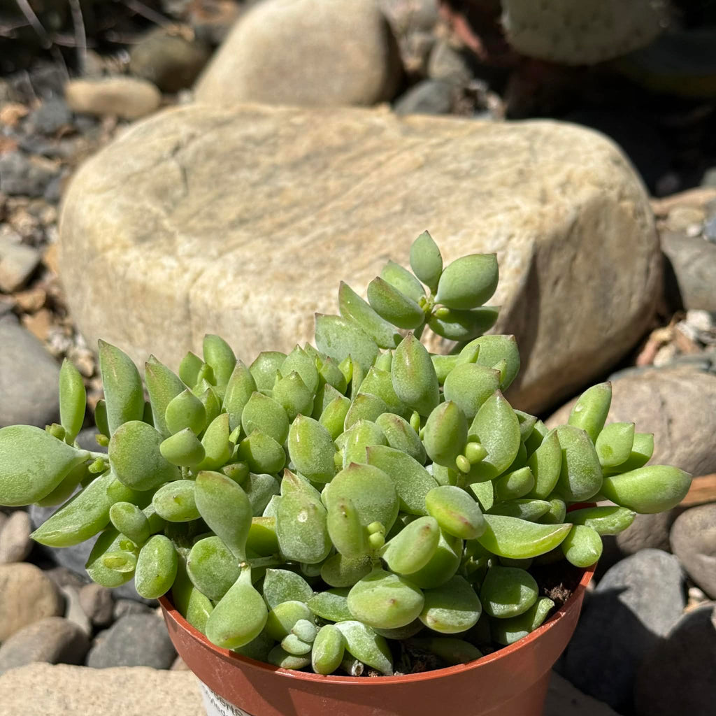 Cotyledon pendens - Cliff Cotyledon 2"